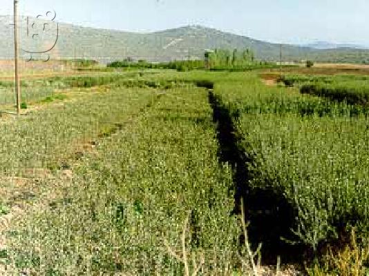  ΕΛΑΙΟΔΕΝΤΡΑ ΕΛΙΕΣΠΩΛΟΥΝΤΑΙ ΕΞΑΙΡΕΤΙΚΑ ΕΛΑΙΟΔΕΝΤΡΑ - ΕΛΙΕΣ ,ΚΑΘΕ ΠΟΙΚΙΛΙΑΣ ΣΕ ΠΑΡΑ ΠΟΛΥ ΠΡ...